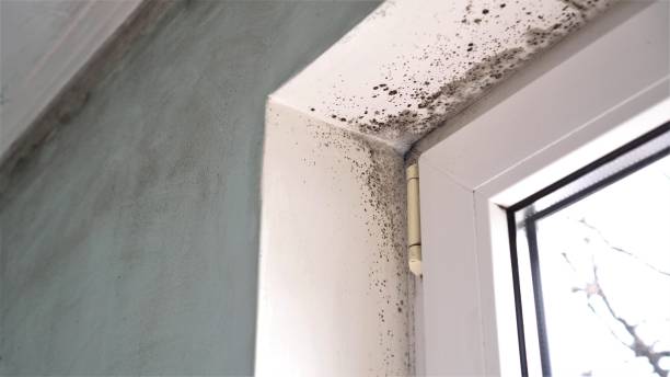 Best Environmental Consulting for Mold Prevention  in China Spring, TX