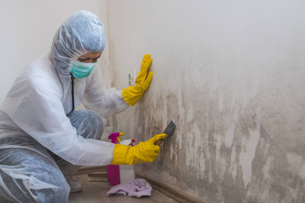 Reliable China Spring, TX Mold Removal Solutions