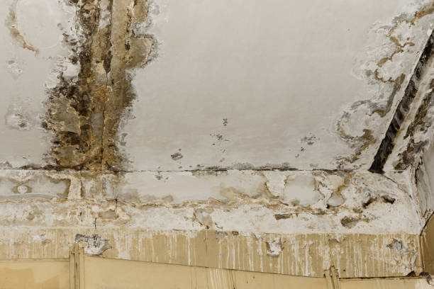 Best Mold Odor Removal Services  in China Spring, TX