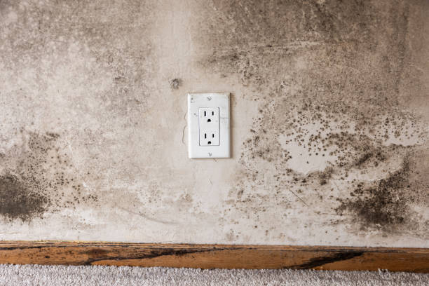 Best Mold Documentation for Insurance Claims  in China Spring, TX
