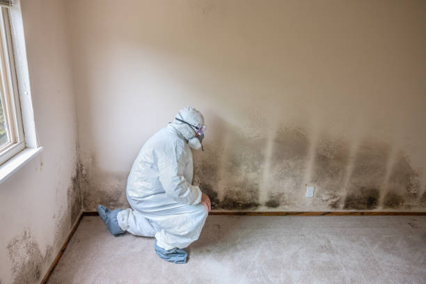 Best Post-Construction Mold Inspection  in China Spring, TX